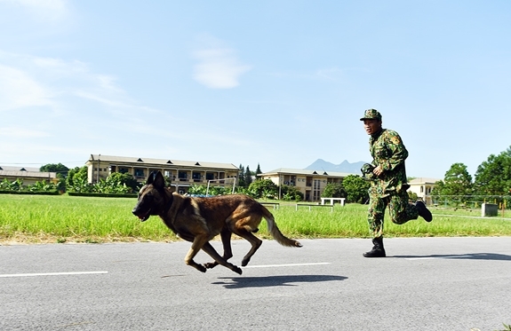 Bài thi đua chó điền kinh cá nhân với cự ly 3.200m đòi hỏi các chú chó nghiệp vụ phải có sức bền cực lớn.