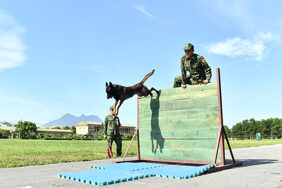 Bài thi vượt chướng ngại vật cao 1,8m luôn là thách thức lớn với các đội tham gia thi đấu và khó khăn trong công tác huấn luyện.