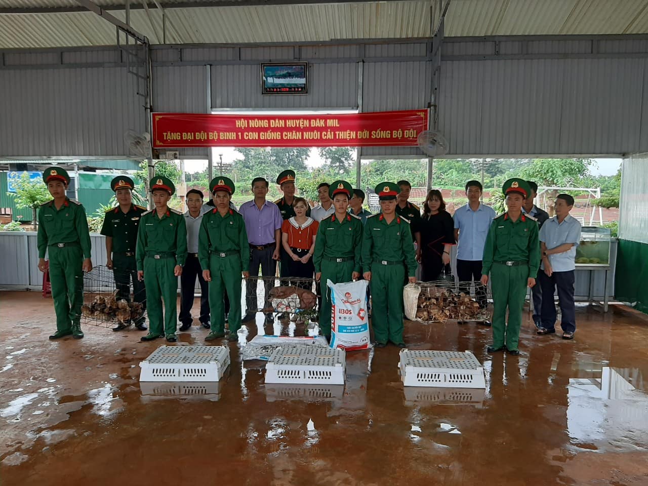 Đôi lợn, đàn gà kết tình quân dân

