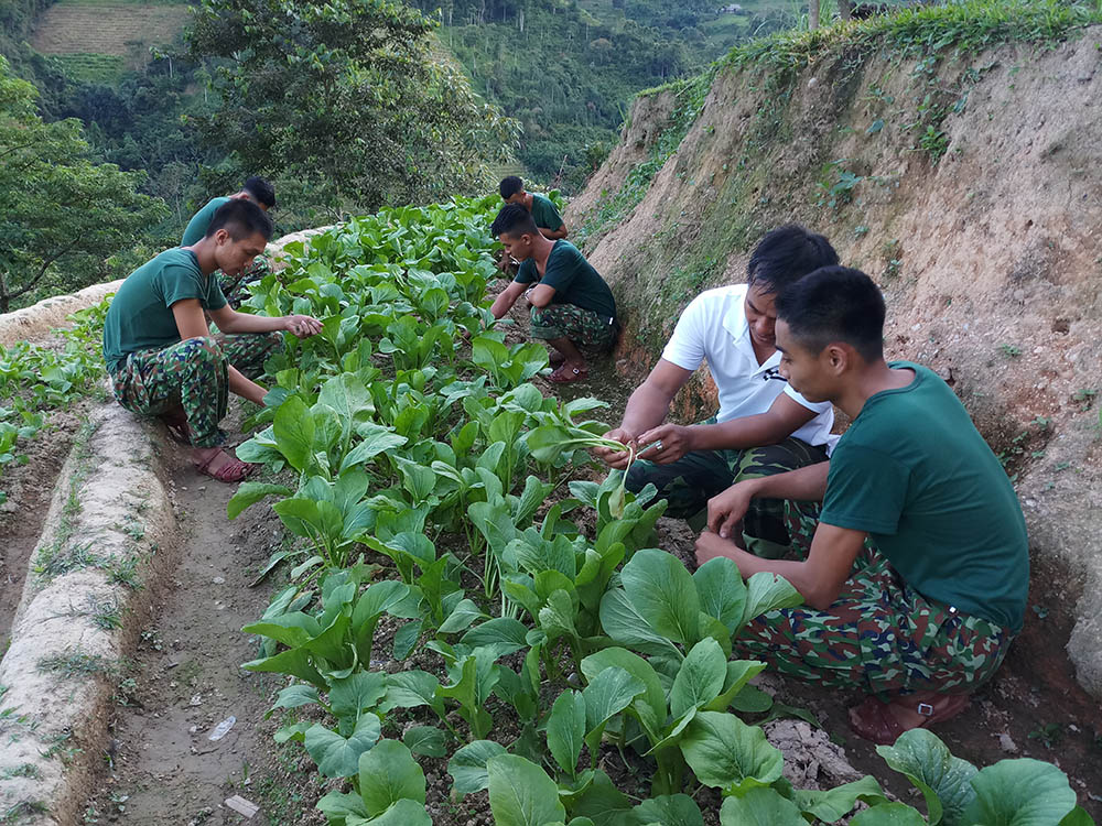 Phân đội Rà phá vật cản, Sư đoàn 316 tổ chức tăng gia hiệu quả, chia sẻ thực phẩm rau sạch cho các phân đội bạn