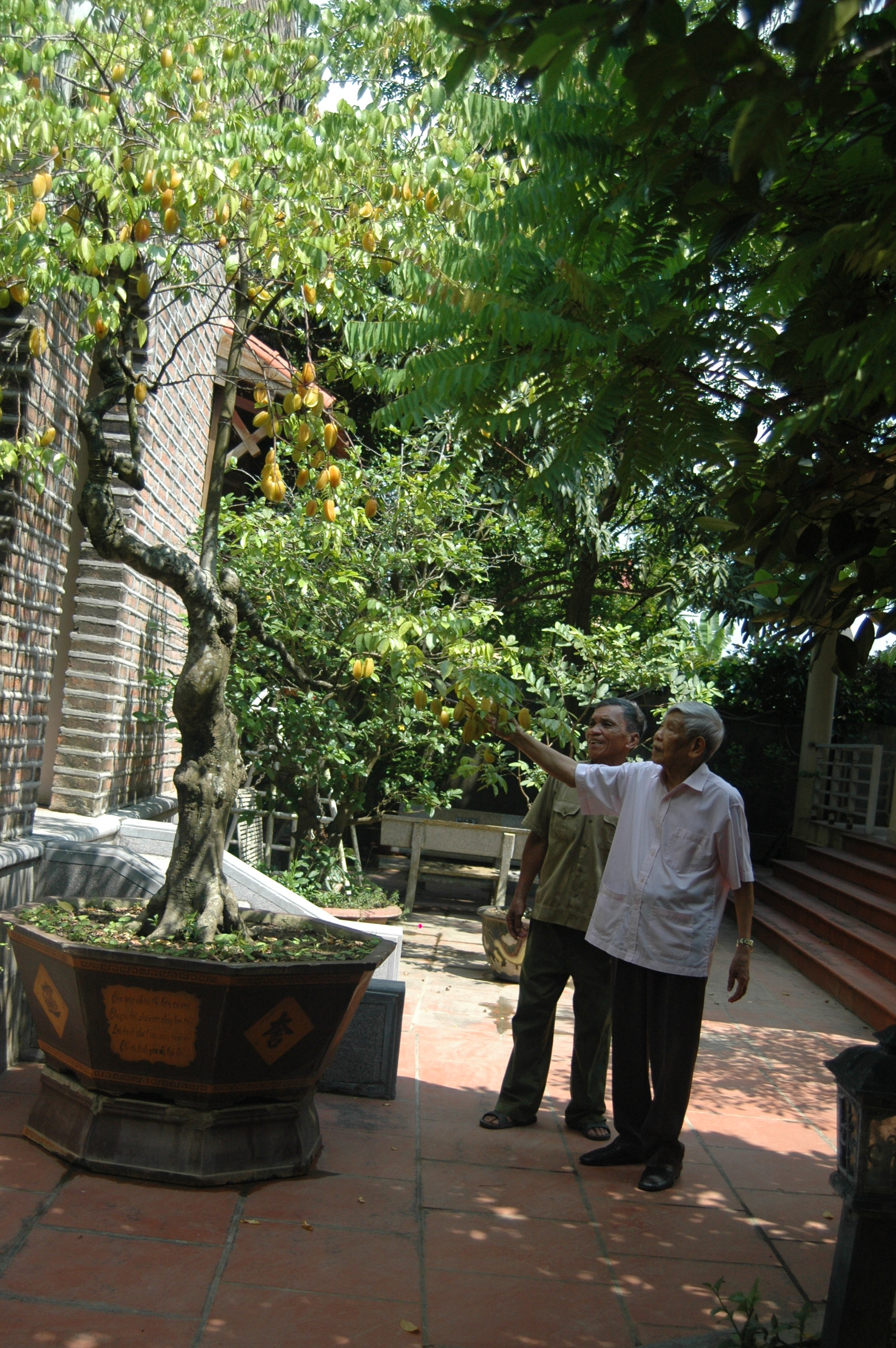 Cây khế trĩu quả trước hiên nhà nguyên Tổng Bí thư.