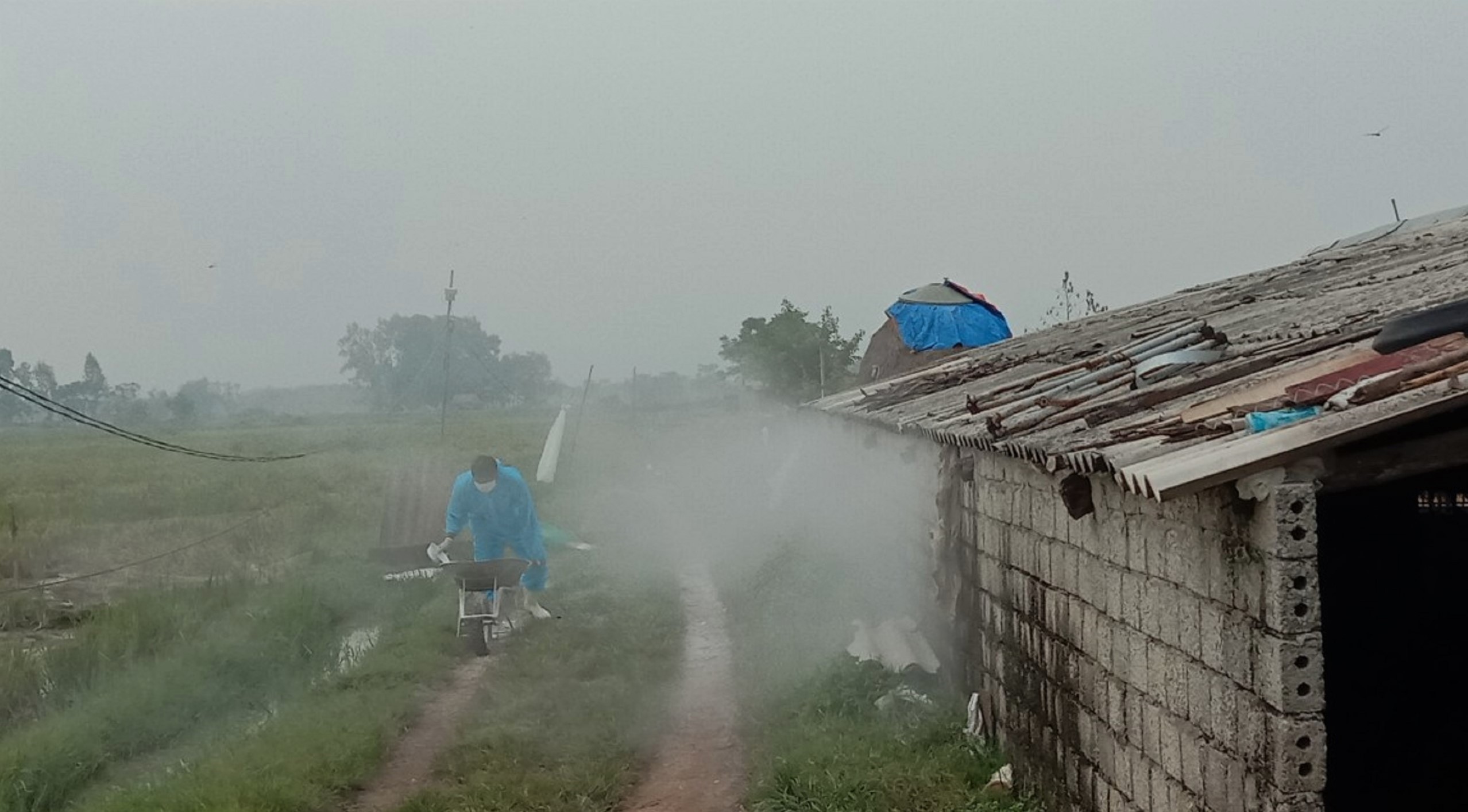 Nghệ An nỗ lực dập dịch cúm gia cầm A/H5N6