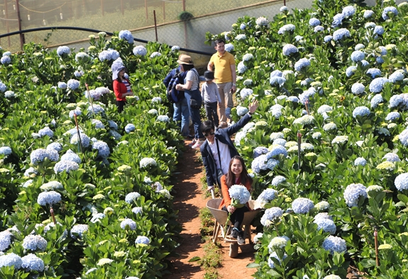 Lâm Đồng tạm dừng các dự án đầu tư mới về du lịch canh nông