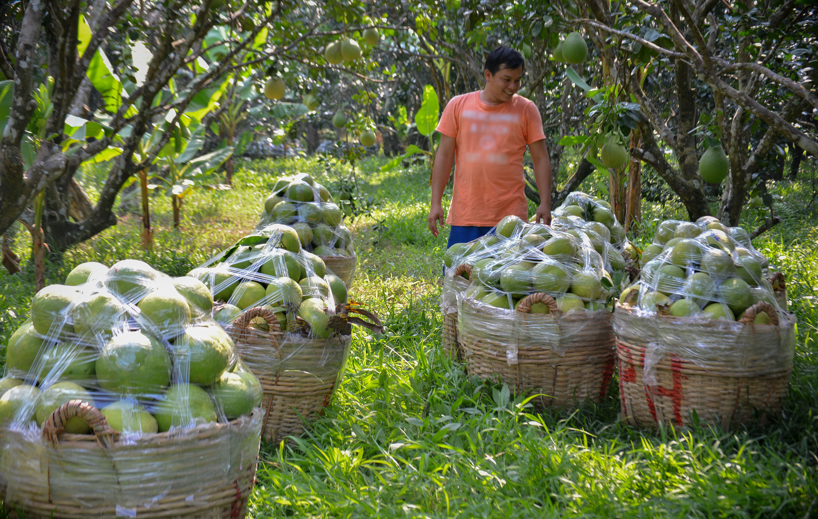 Vĩnh Long tập trung giải quyết tốt các vấn đề về nông nghiệp, nông dân, nông thôn