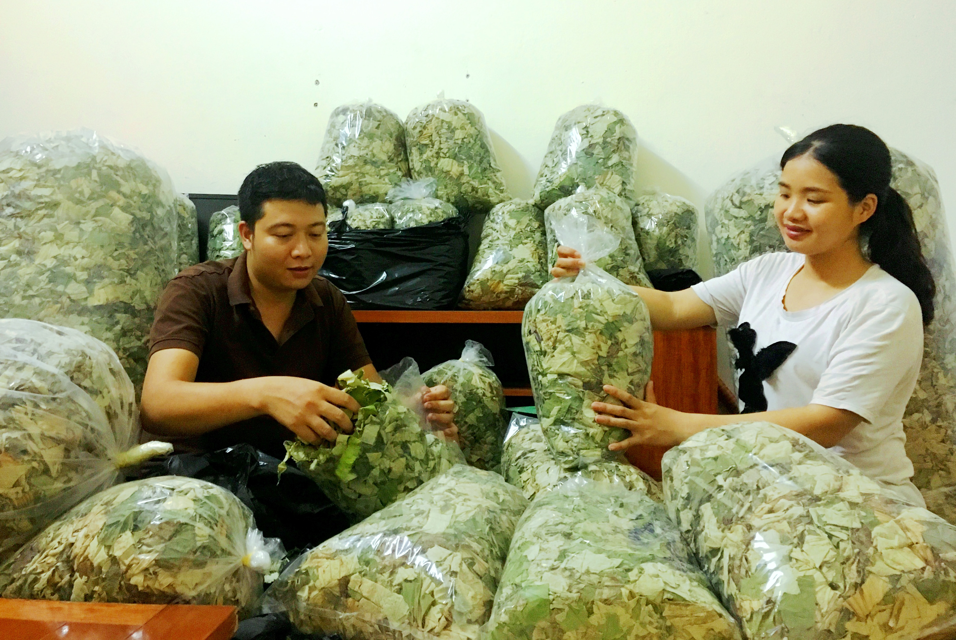 Nghề trồng sen hái lá ở Phương Tú