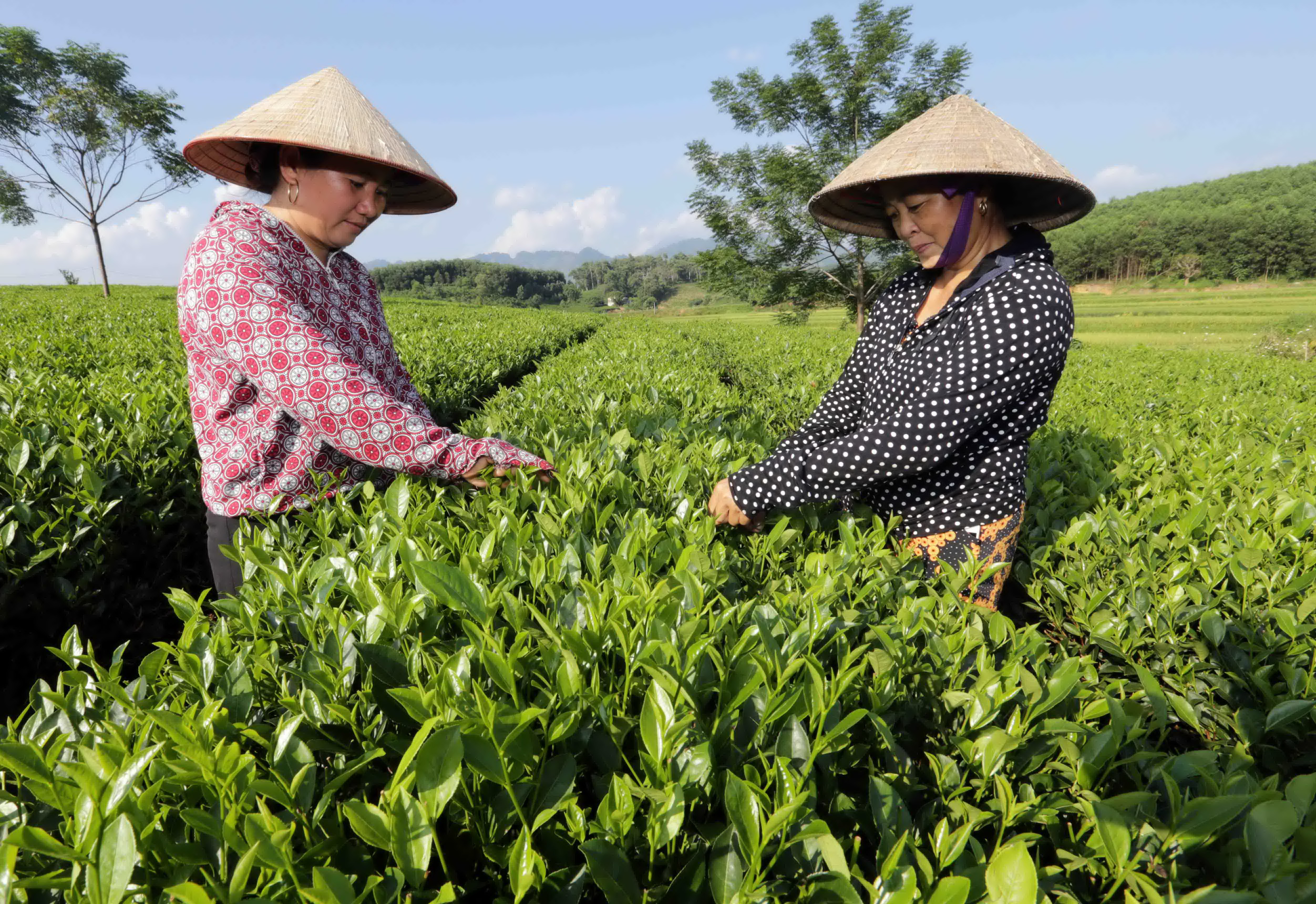 Kiên trì từng bước để giảm nghèo bền vững