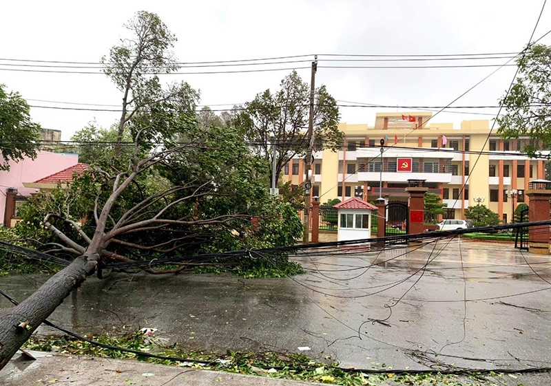 Nhiều cây xanh trên các tuyến đường ở thành phố Quảng Ngãi bị gió bão quật gãy.