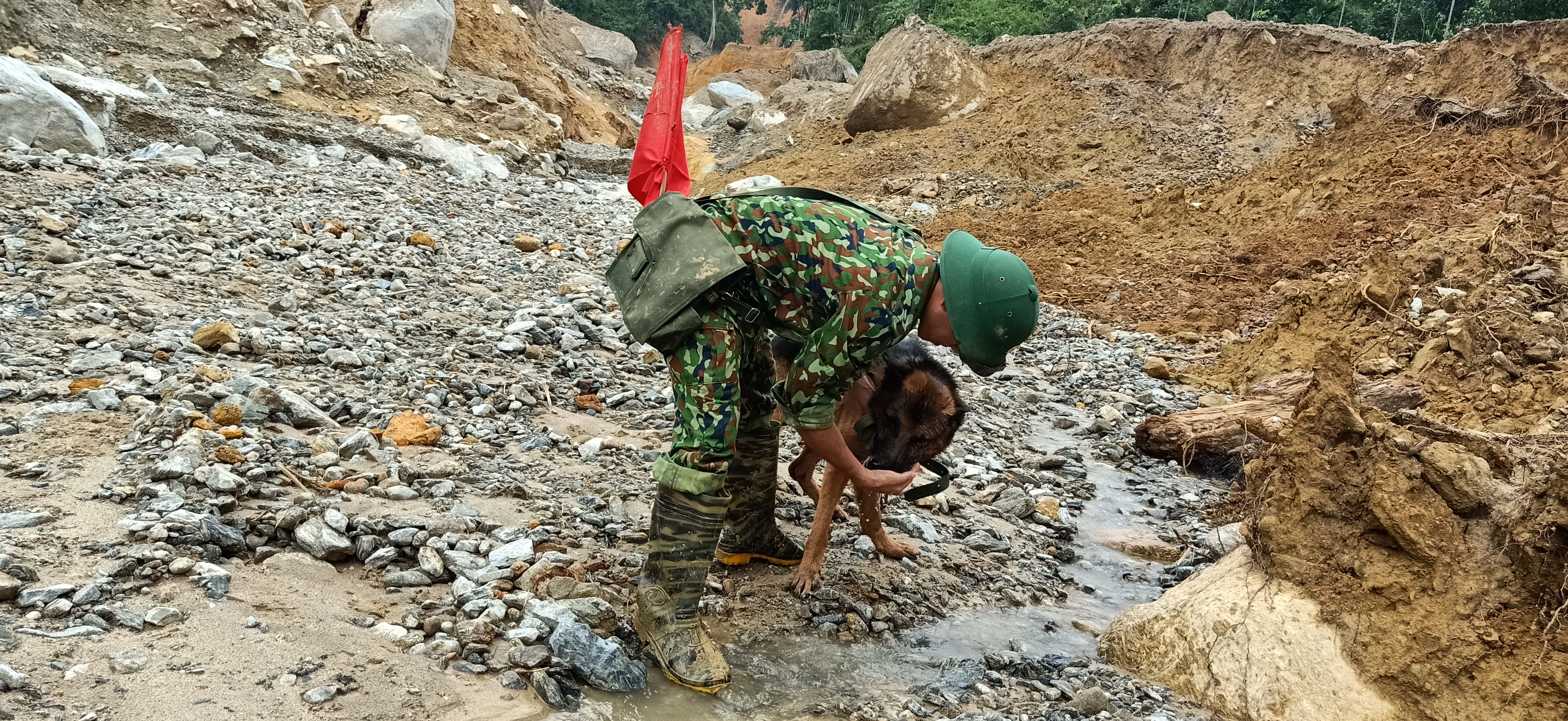 Những chú khuyển cứu hộ ở Trà Leng