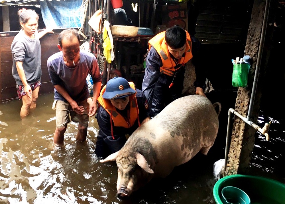 -Cán bộ, chiến sĩ Hải đội 202 giúp dân xã Gio Quang, huyện Gio Linh (Quảng Trị) di chuyển gia súc tránh bị lũ cuốn trôi.