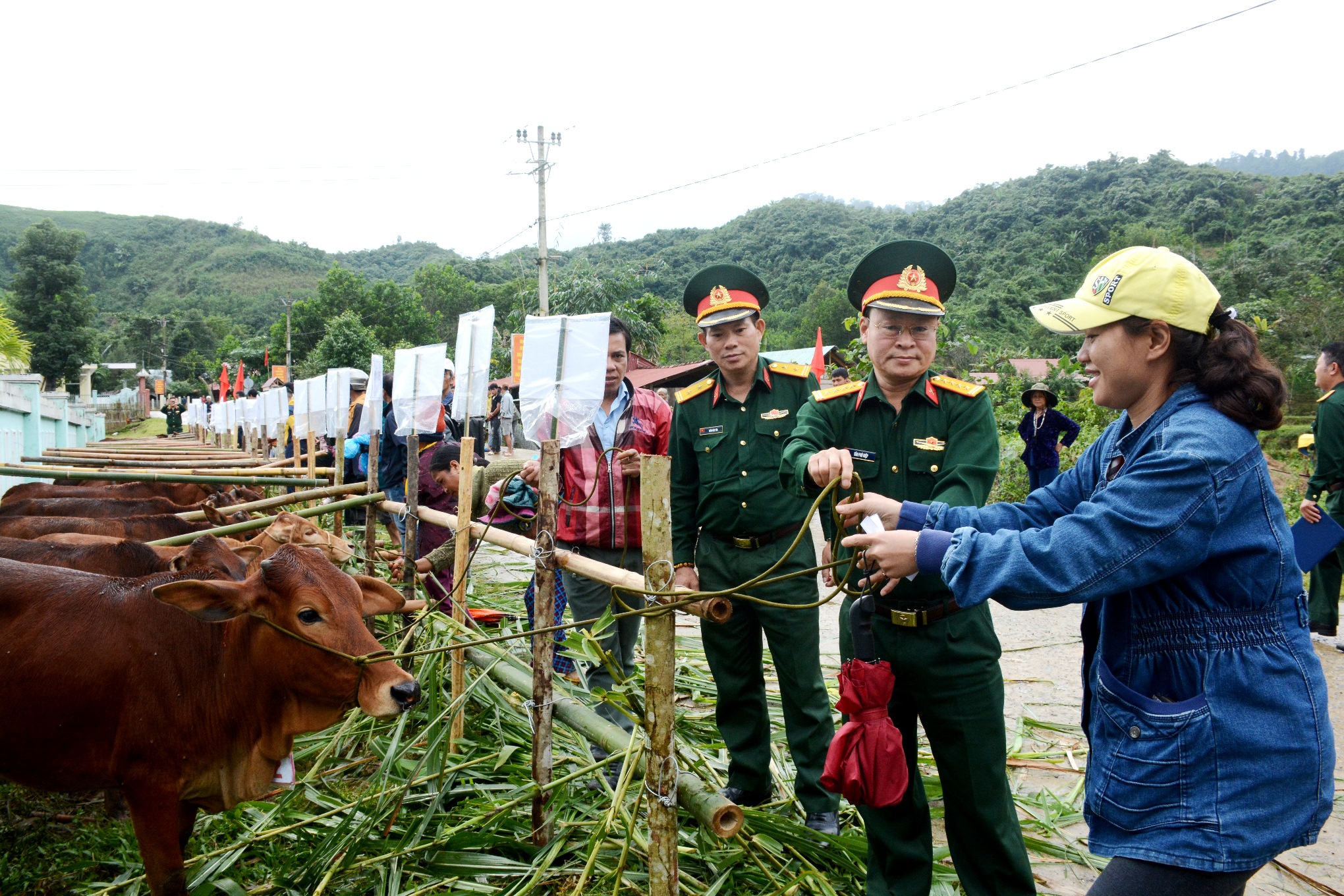 Trao bò, heo giống tặng 36 hộ gia đình tại huyện Nam Giang, tỉnh Quảng Nam