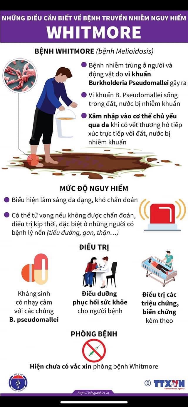 [Infographics]: Tăng cường phòng, chống bệnh Whitmore 