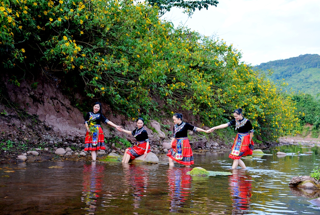 Hoa Dã quỳ nhuộm vàng núi rừng Điện Biên
