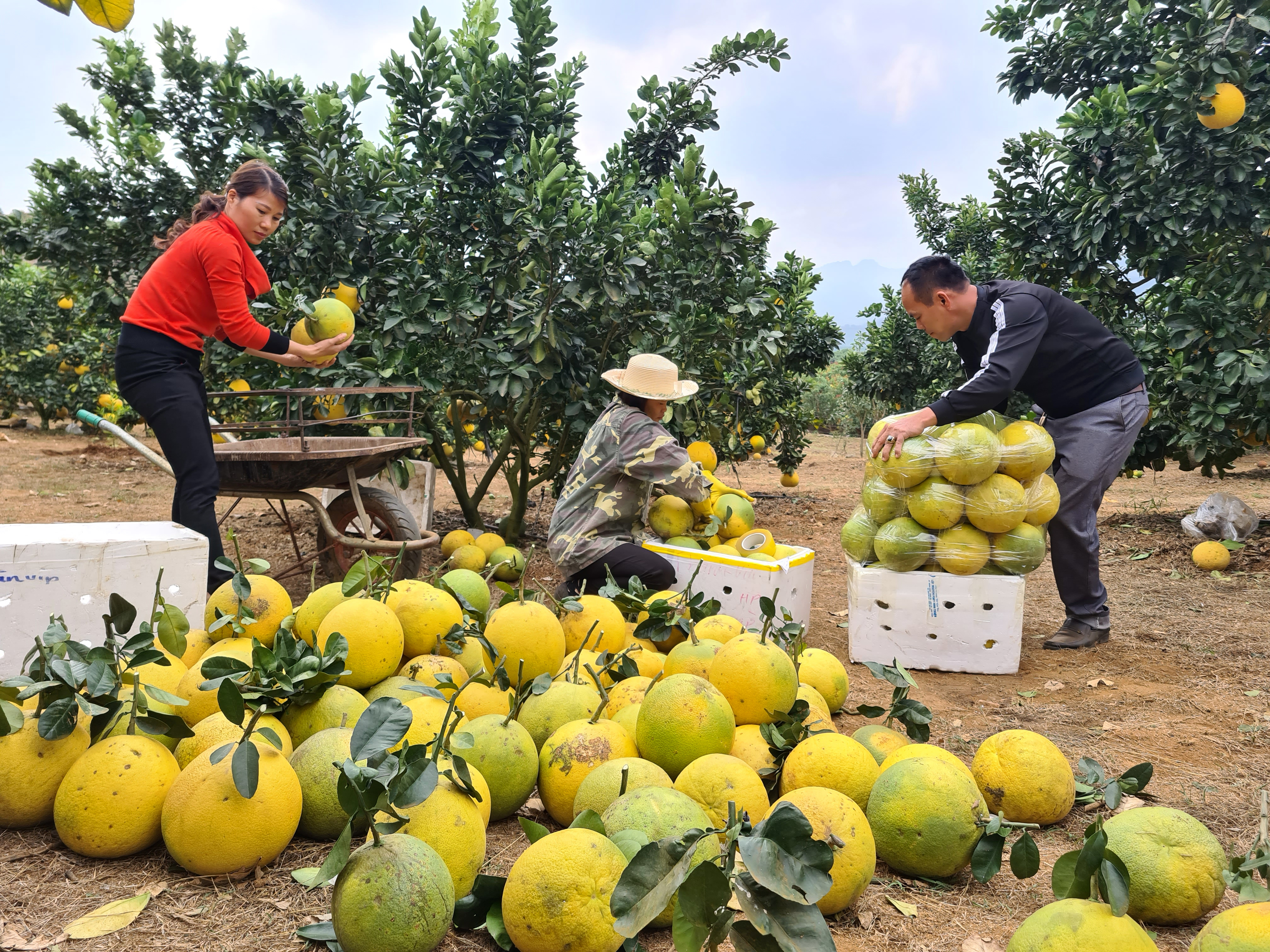 Điểm sáng nông nghiệp vùng đồi núi Sơn La