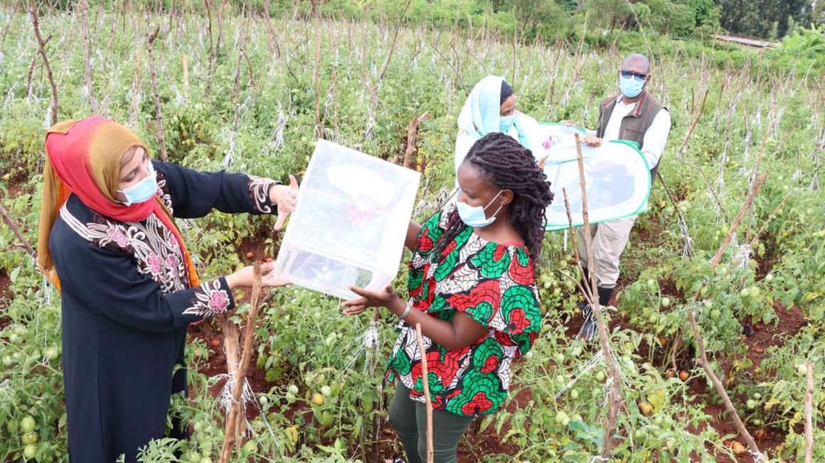 Dùng thiên địch để bảo vệ mùa màng tại châu Phi