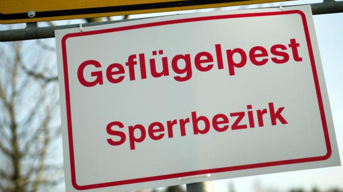 Dịch cúm gia cầm lây lan mạnh ở Đức