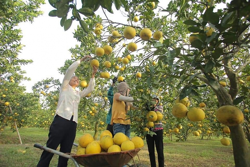   Bưởi Diễn hữu cơ Mộc Ân - phương thức canh tác mới