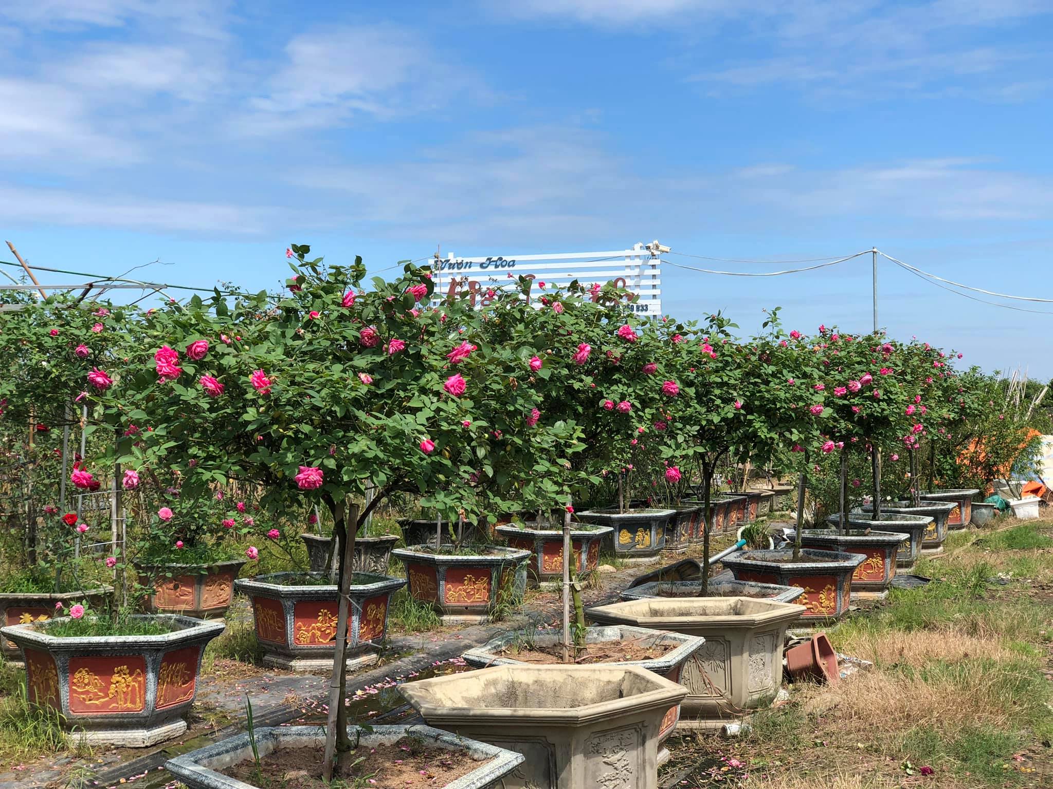 Sớm xây dựng thương hiệu cho hoa hồng Mê Linh