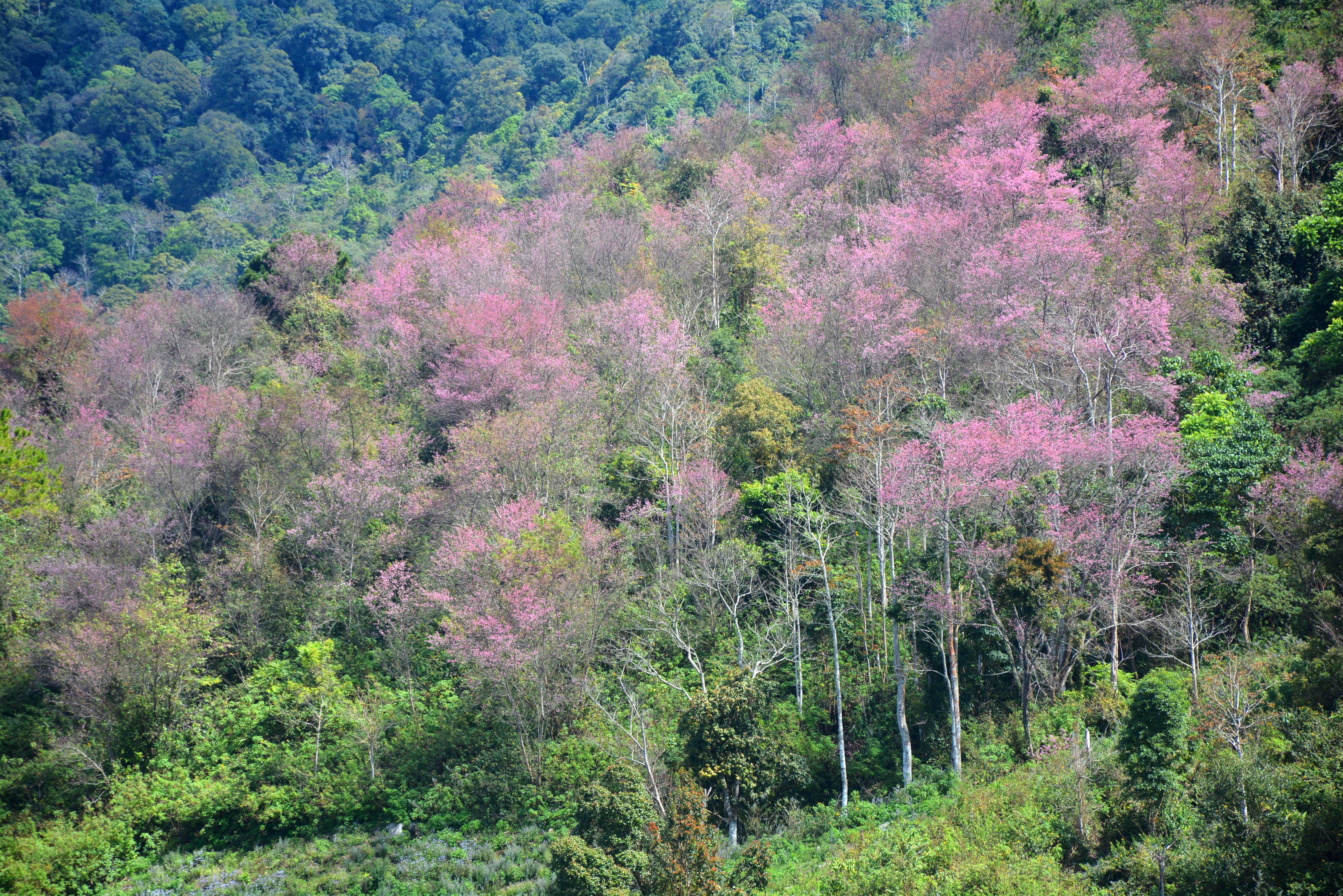 Rừng đào trên núi Langbiang rực hồng báo hiệu xuân về.