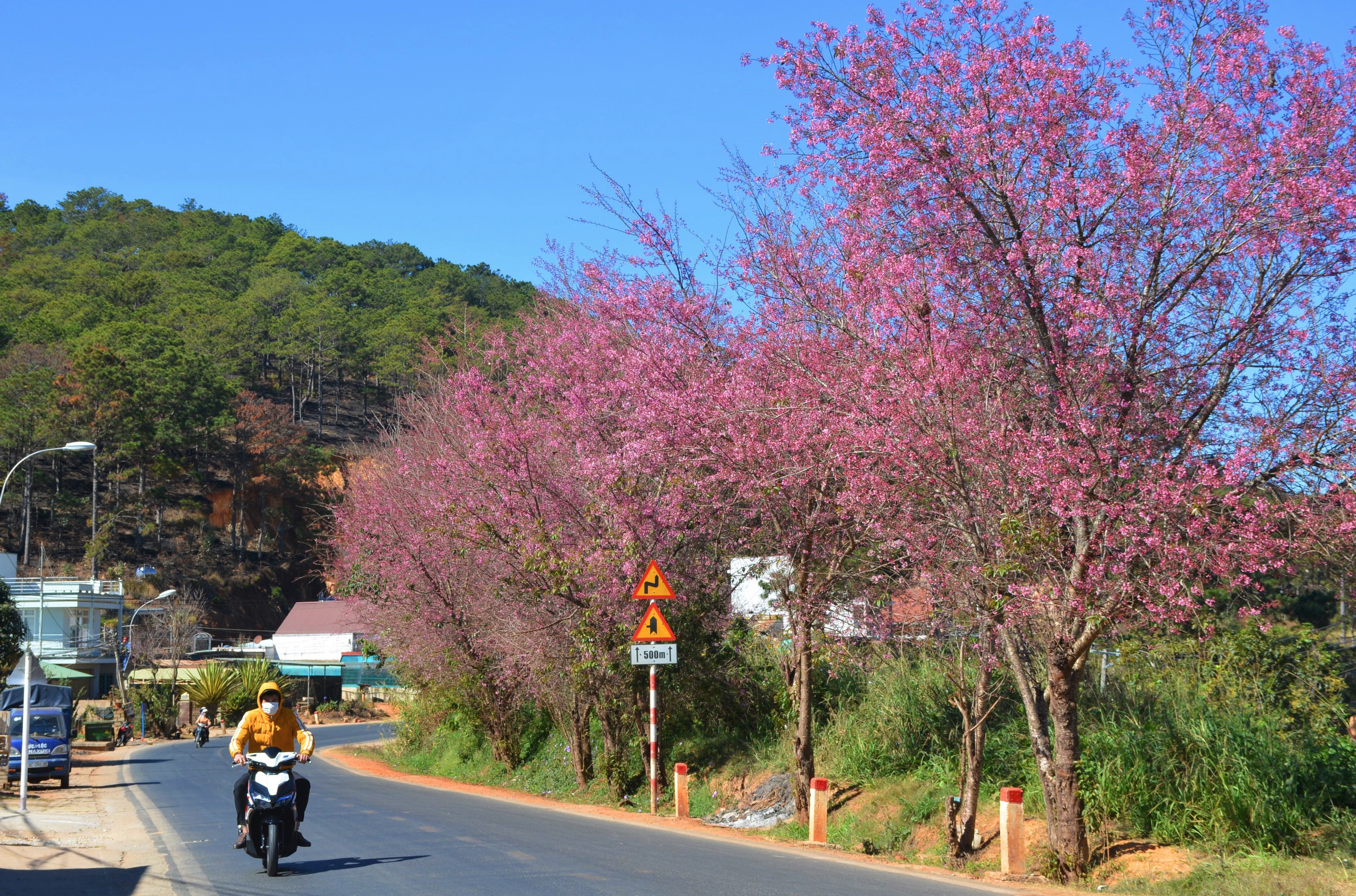 Đường hoa tại xã Xuân Thọ, TP Đà Lạt.