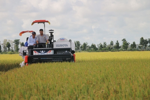 60 tấn gạo Việt Nam đầu tiên được nhập khẩu vào Anh theo UKVFTA