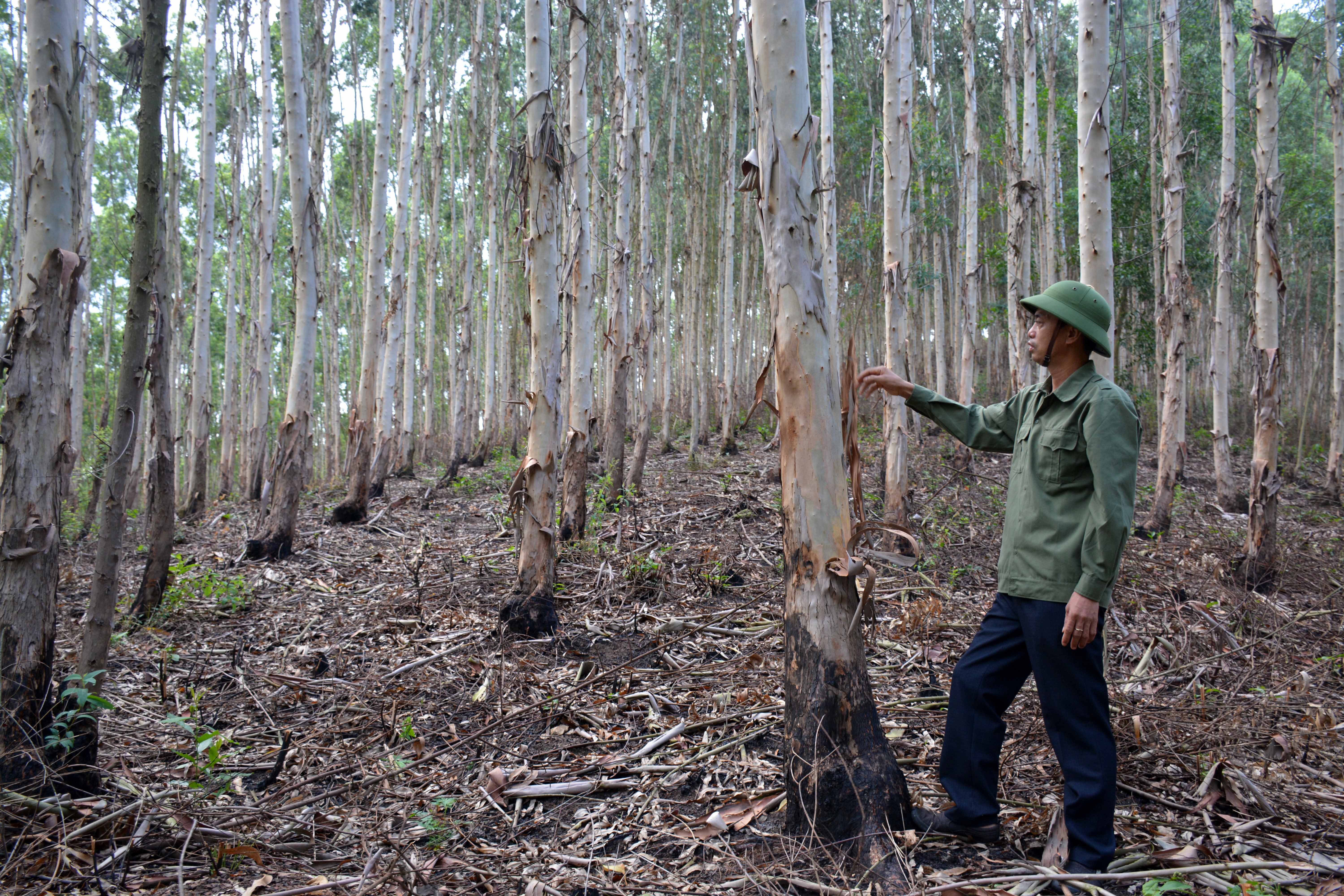 Chi trả giảm phát thải nhà kính - nguồn lực để bảo vệ, phát triển rừng