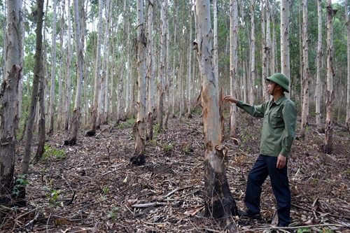 Chi trả giảm phát thải nhà kính - nguồn lực để bảo vệ, phát triển rừng