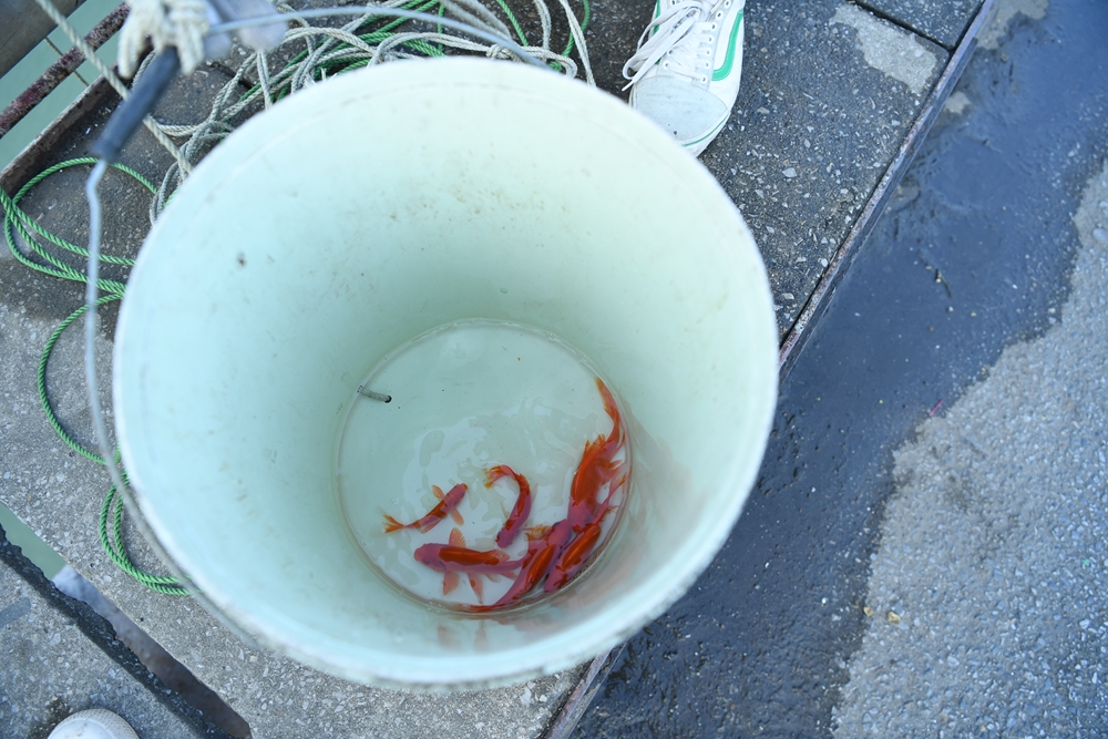 Cá sau khi được