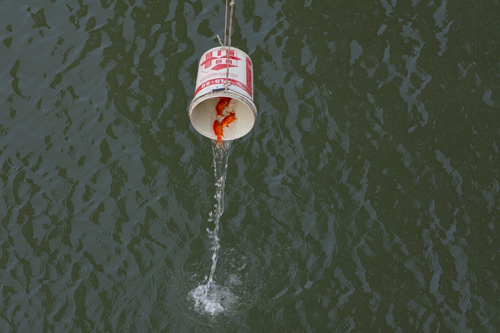 …rồi từ từ thả xuống, tránh việc thả từ trên cao hạn chế cá chết.