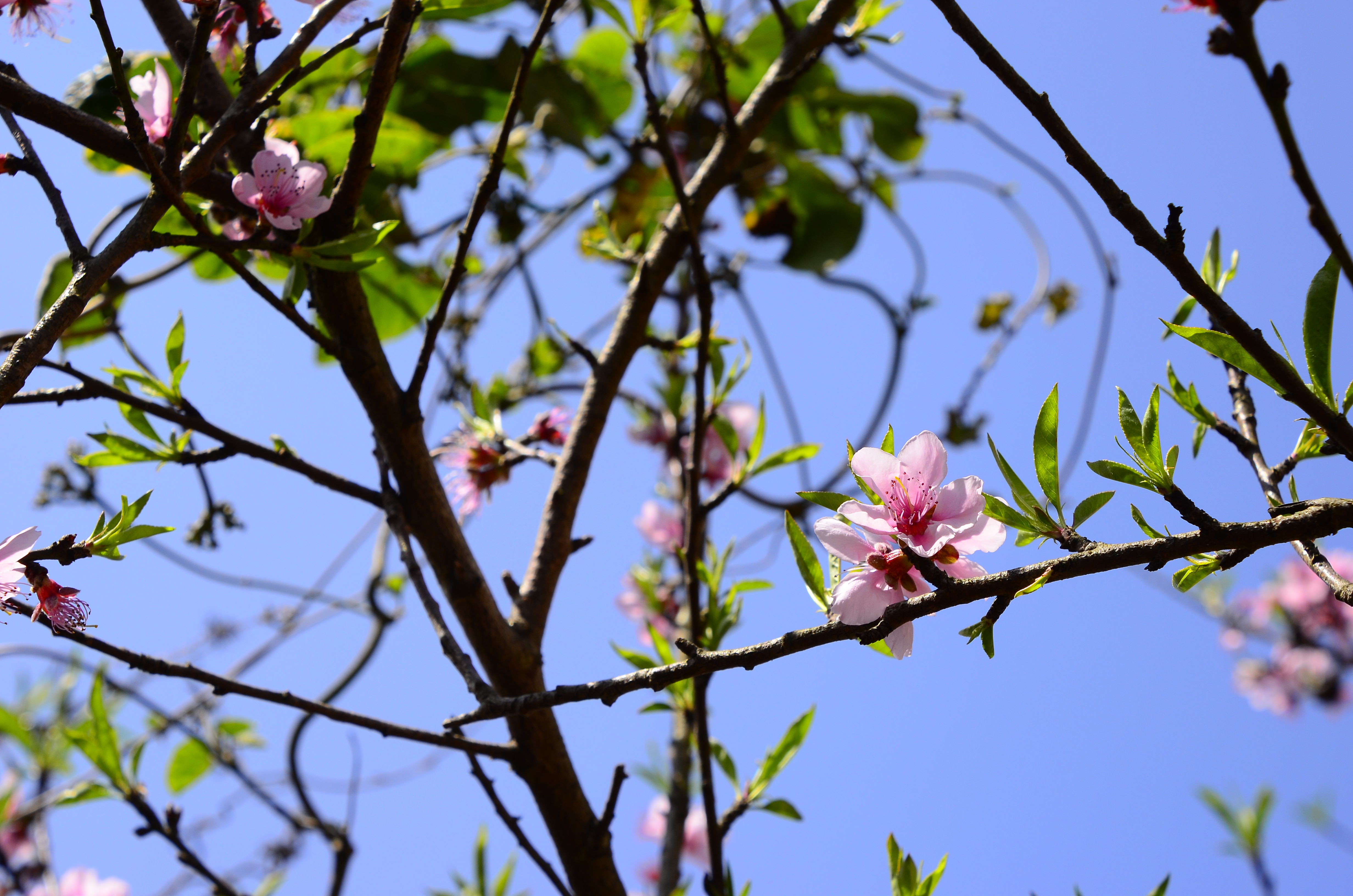 Hương Tết Việt