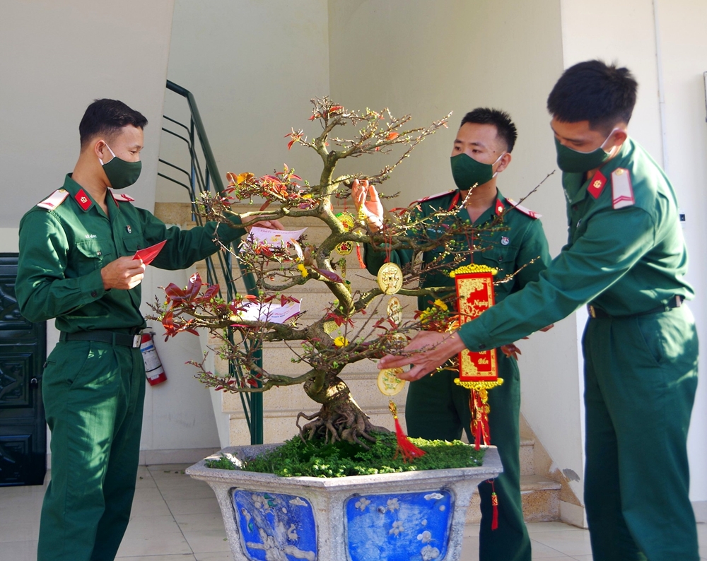 Cây mai là một trong những loài hoa không thể thiếu mỗi khi Tết đến, Xuân về ở miền Trung.