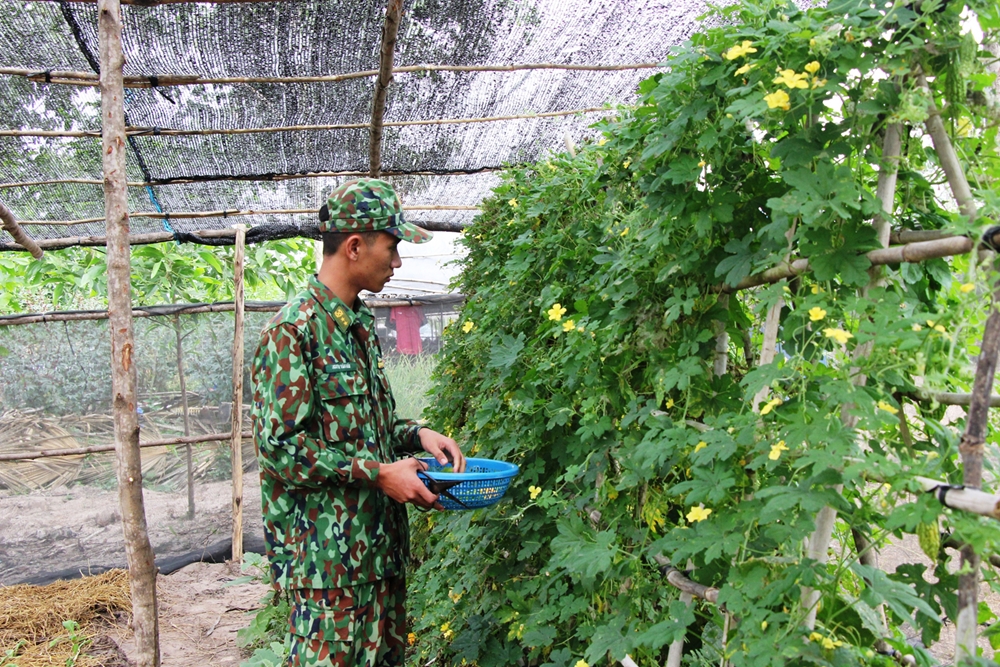 Những giàn mướp đắng vừa góp phần bổ sung thực phẩm cho bữa ăn của cán bộ, chiến sĩ vừa góp phần làm đẹp cảnh quan nơi đóng chốt phòng, chống dịch Covid-19 của BĐBP, Đồn BP cửa khẩu quốc tế Hà Tiên, BĐBP Kiên Giang. Ảnh: Hồ Phúc