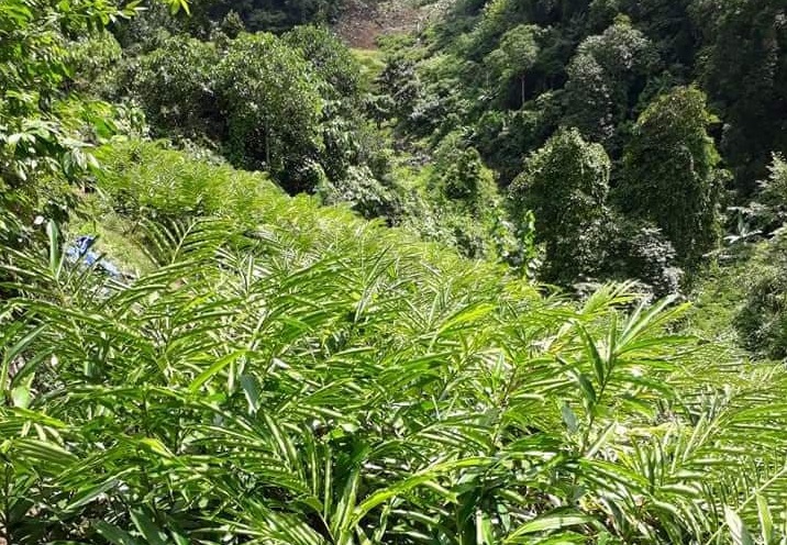 Chuyện thoát nghèo của đồng bào Mông ở Phiêng Ban