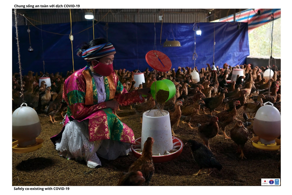 Trang trại nuôi gà làm kinh tế hộ gia đình.