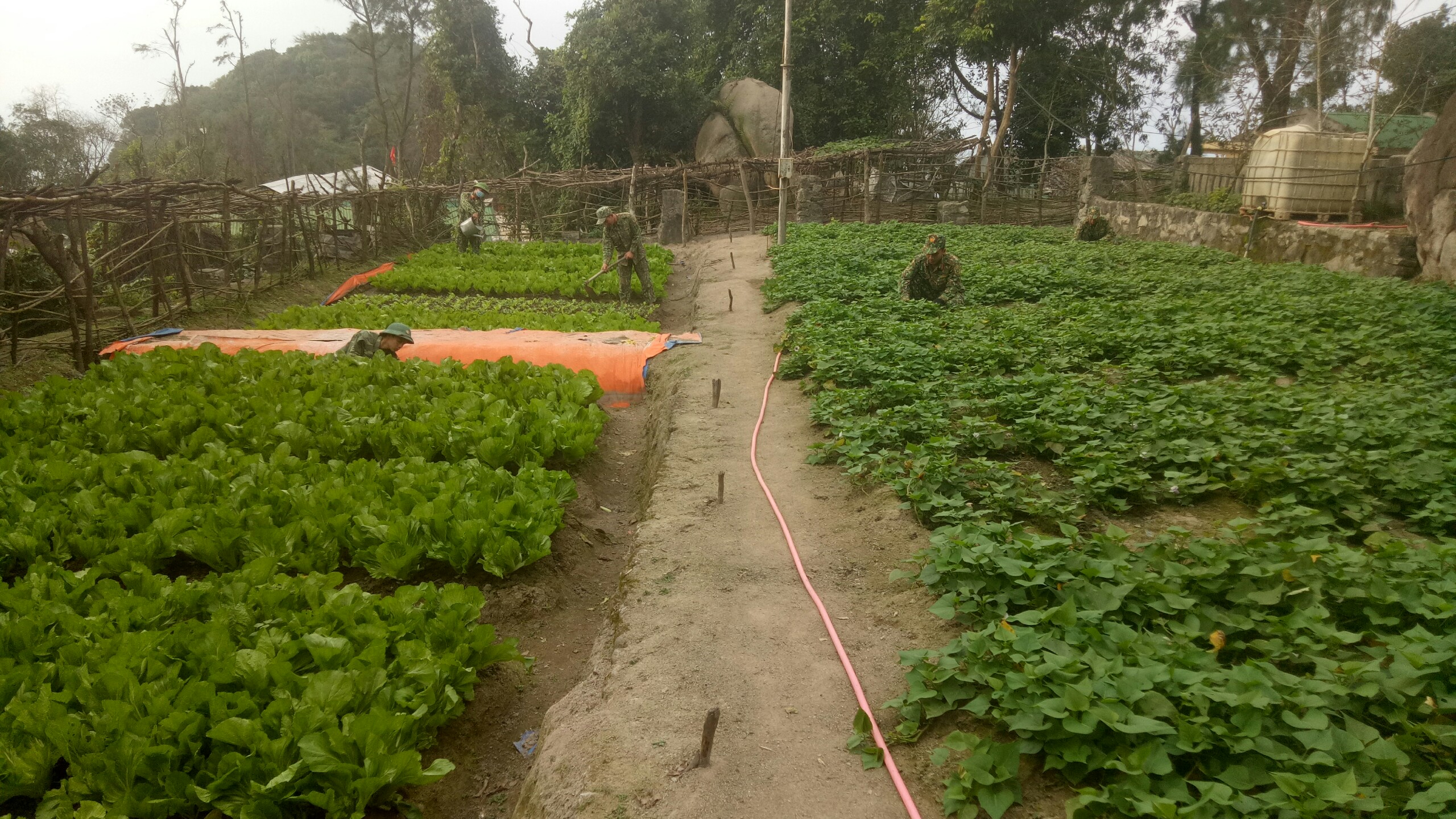 Rau xanh trên đảo đá