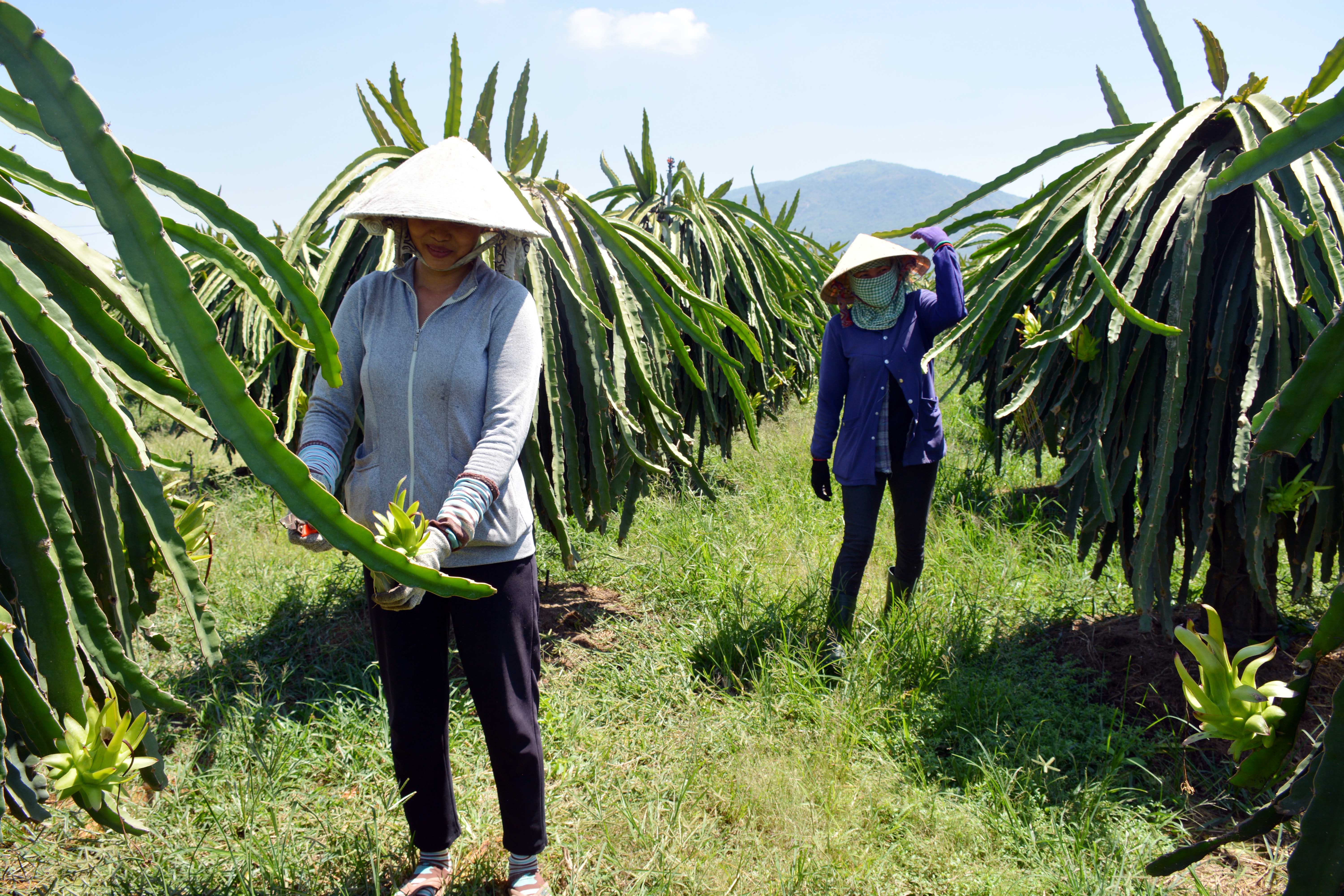 Những vùng quê trù phú an lành mê hút lòng người ở Hà Tĩnh  baotintucvn