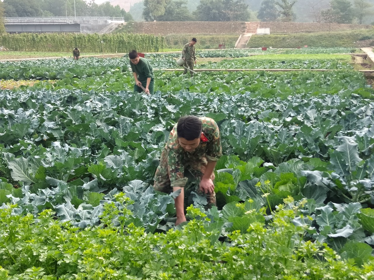 Làm nhiệm vụ xa, vẫn tăng gia giỏi

