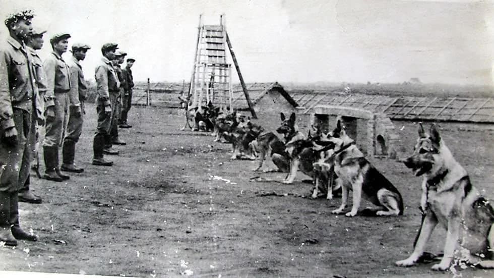 “Người lính Biên phòng số 1 Liên Xô” giúp Việt Nam huấn luyện chó nghiệp vụ là ai?