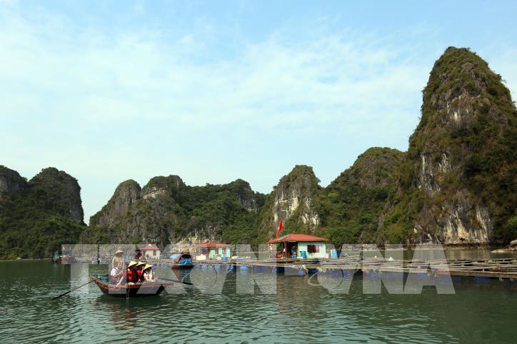 NẾU RẺ MÀ NGON...