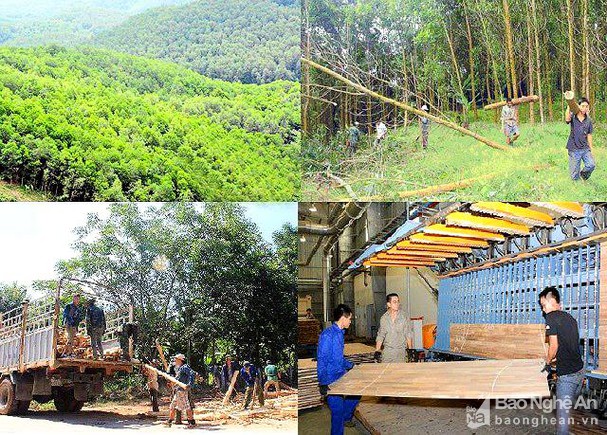 Thành lập Khu lâm nghiệp ứng dụng công nghệ cao vùng Bắc Trung Bộ