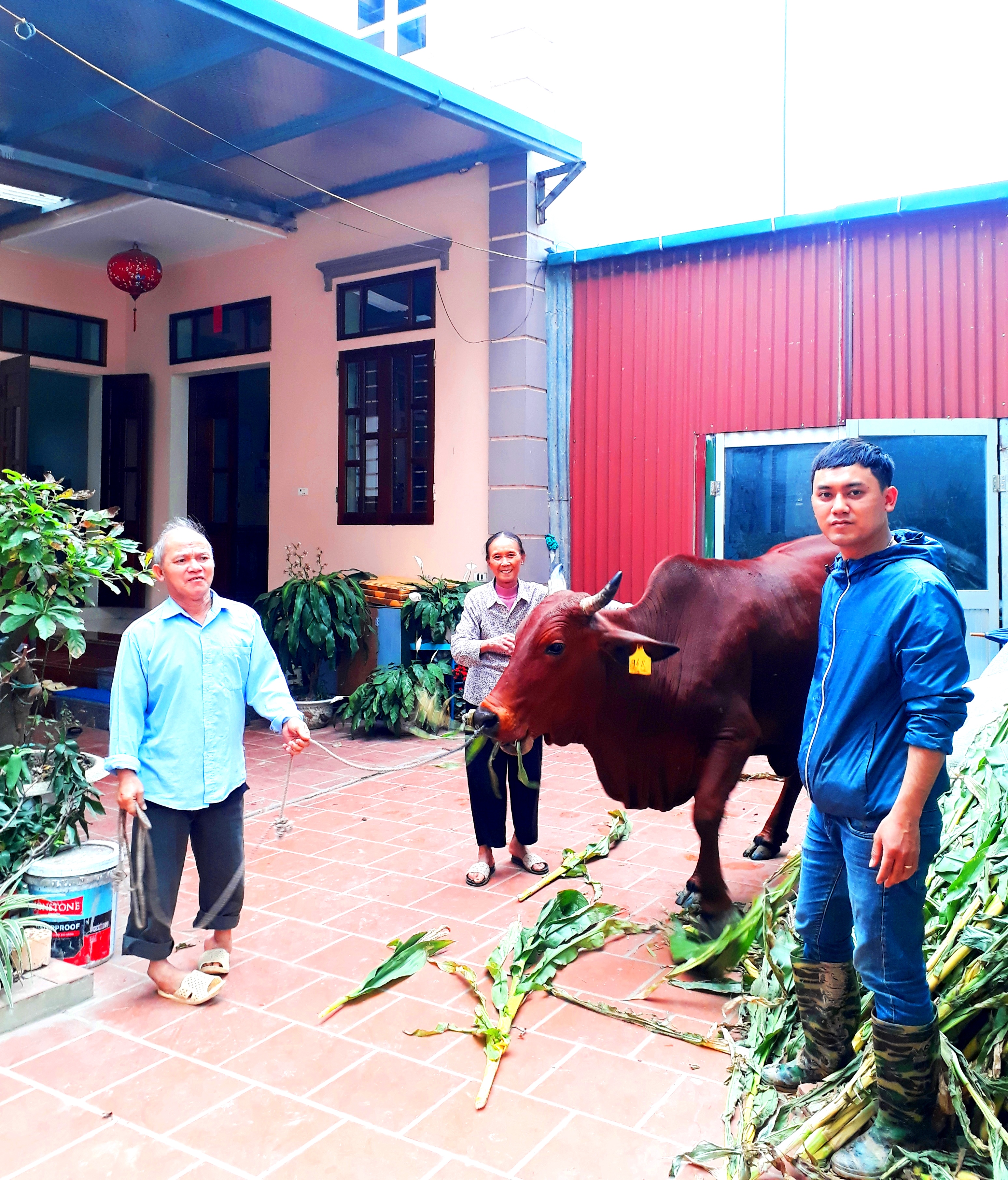 Thoát nghèo nhờ được hỗ trợ bò giống