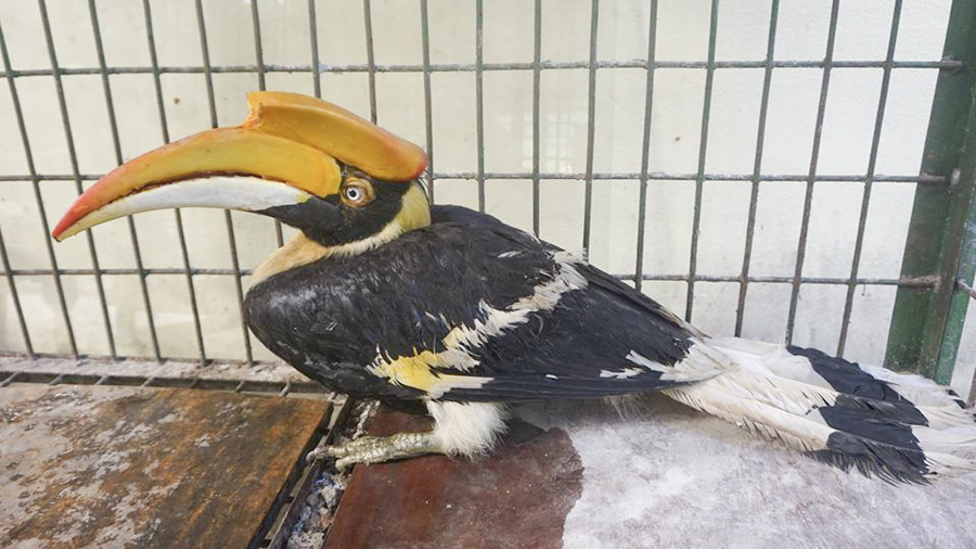 Đà Nẵng đi đầu trong nỗ lực giảm thiểu vi phạm về động vật hoang dã