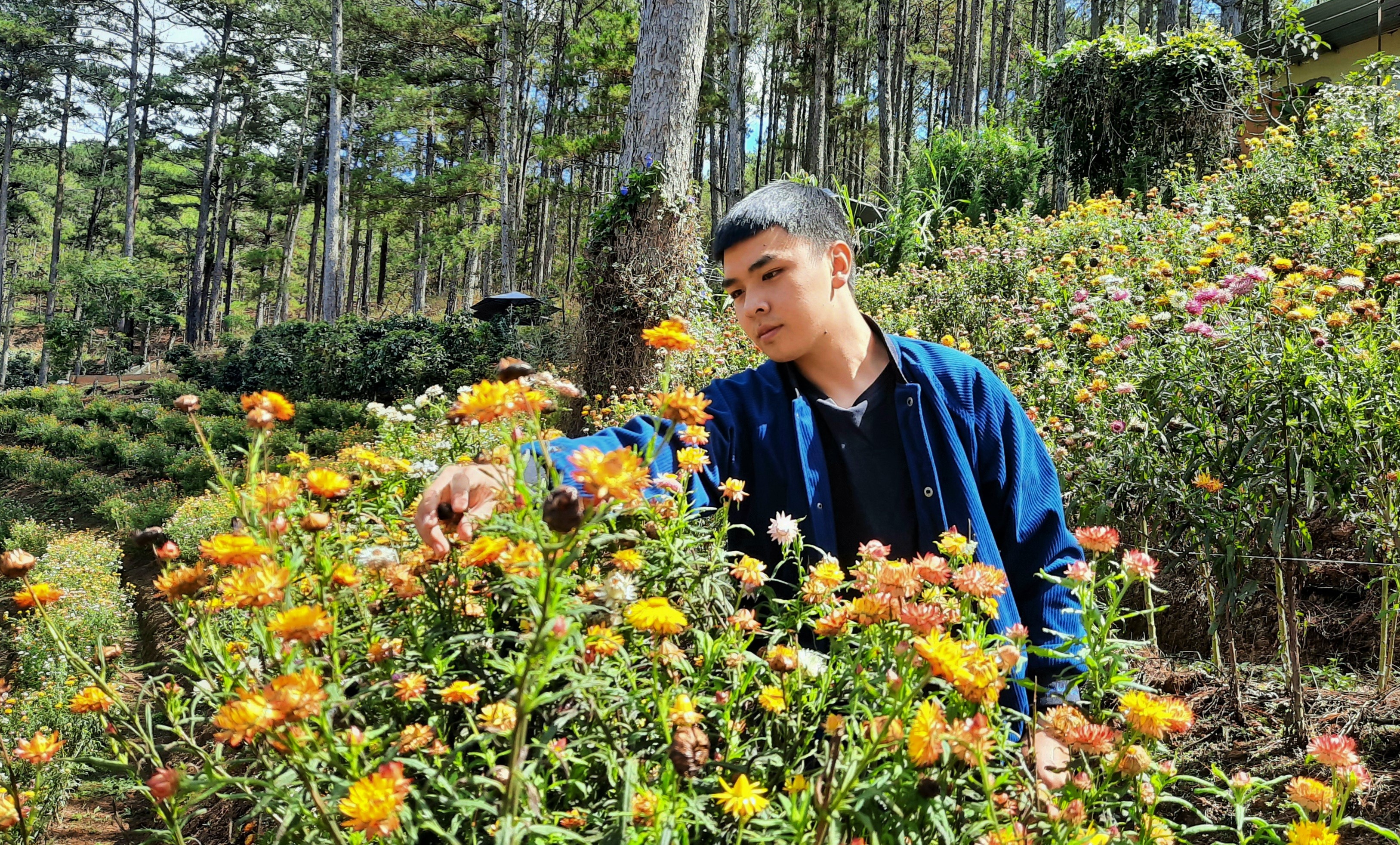 Hấp dẫn rừng hoa bất tử tại Đà Lạt

