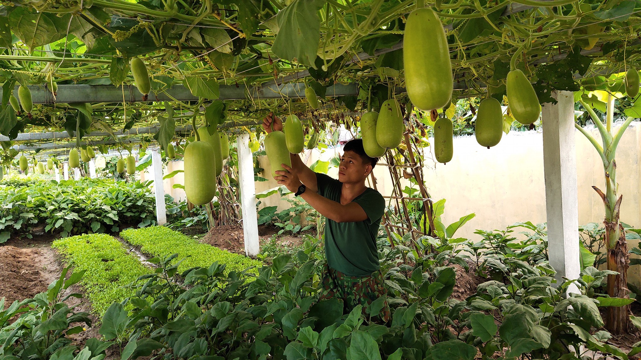 Chủ động tăng gia sản xuất, nâng cao đời sống bộ đội