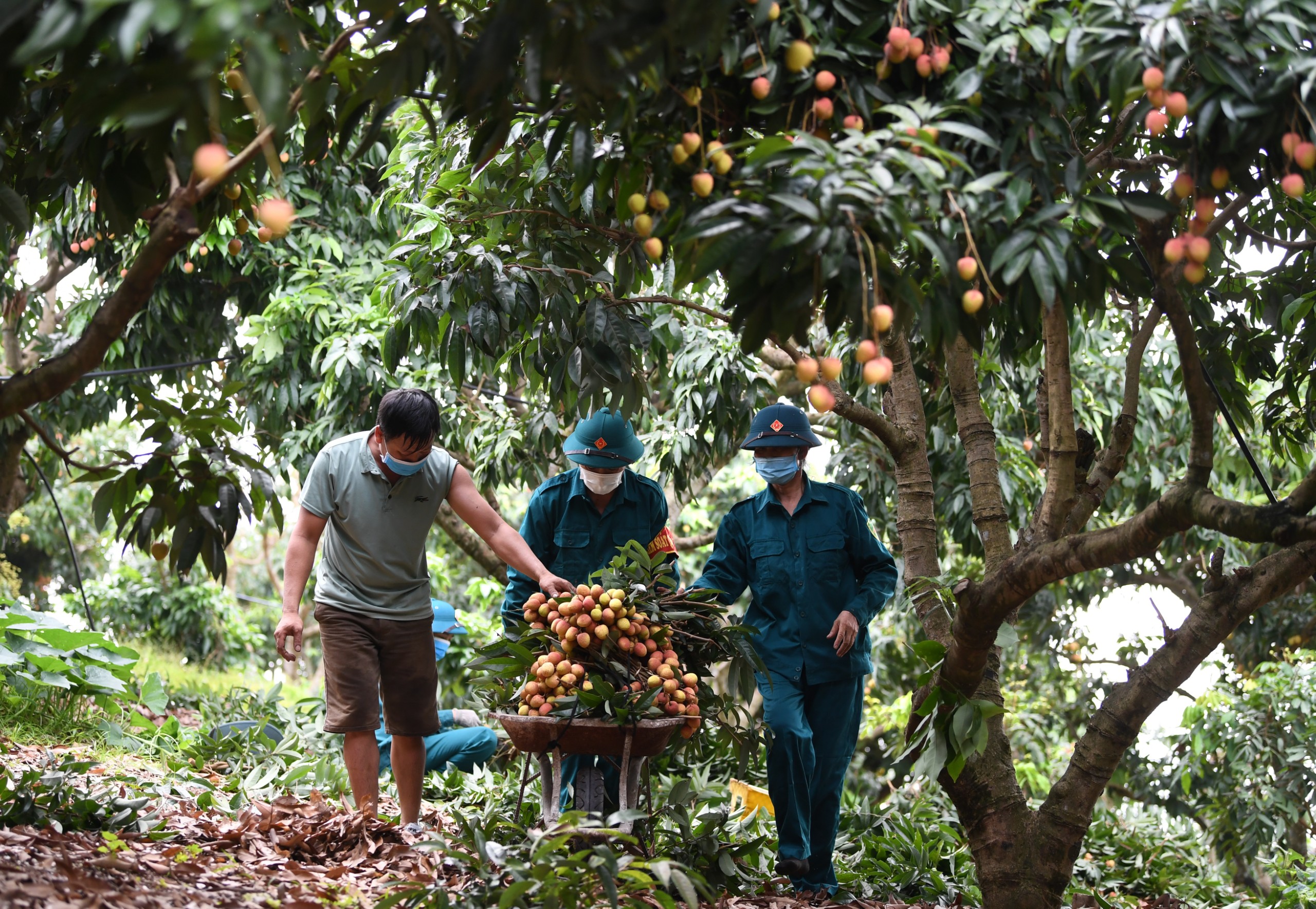 Dân quân tự vệ giúp nông dân thu hoạch vải sớm

