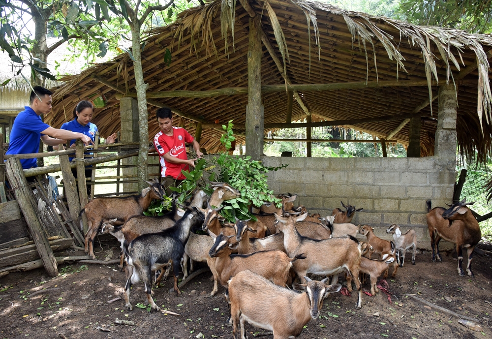 Đảng viên Ma Văn Tuyền, Bí thư Chi đoàn thôn Bản Lạp, xã Nghĩa Tá là một tấm gương đi đầu tiêu biểu cho Phong trào Thanh niên lập nghiệp của huyện Chợ Đồn. Hiện trang trại của Tuyền có hàng chục héc-ta rừng, hàng nghìn m2 ao thả cá, hàng trăm con trâu, dê, lợn... Ngoài ra Ma Văn Tuyền còn giúp truyền đạt kinh nghiệm, vốn, giống cho 56 hộ dân trong bản Lạp, để cùng phát triển kinh tế, xóa đói, giảm nghèo. Ảnh: Đảng viên Ma Văn Tuyền đang truyền đạt kinh nghiệm chăn nuôi cho các thanh niên trong huyện.