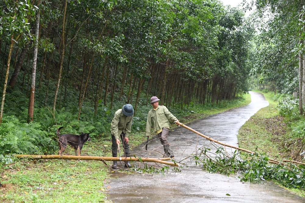 Đồng chí Ma Trung Diện, 4 năm tuổi Đảng, 2 năm làm Bí thư Chi bộ Bản Liên, xã Yên Thượng. Đồng chí đã vận động nhân dân làm hơn 2km đường bê tông cho ô tô vào bản, giúp người dân đi lại, trẻ em được đến trường, hàng hóa được lưu thông đưa bản Liên với 30 hộ dân trong bản thoát nghèo, ổn định về kinh tế. Ảnh: Bí thư Chi bộ Ma Trung Diện (bên phải), là người đầu tiên có mặt dọn các cây đổ và đất đá sạt lở trên con đường vào bản Liên sau cơn lốc lớn ngày 5-5.