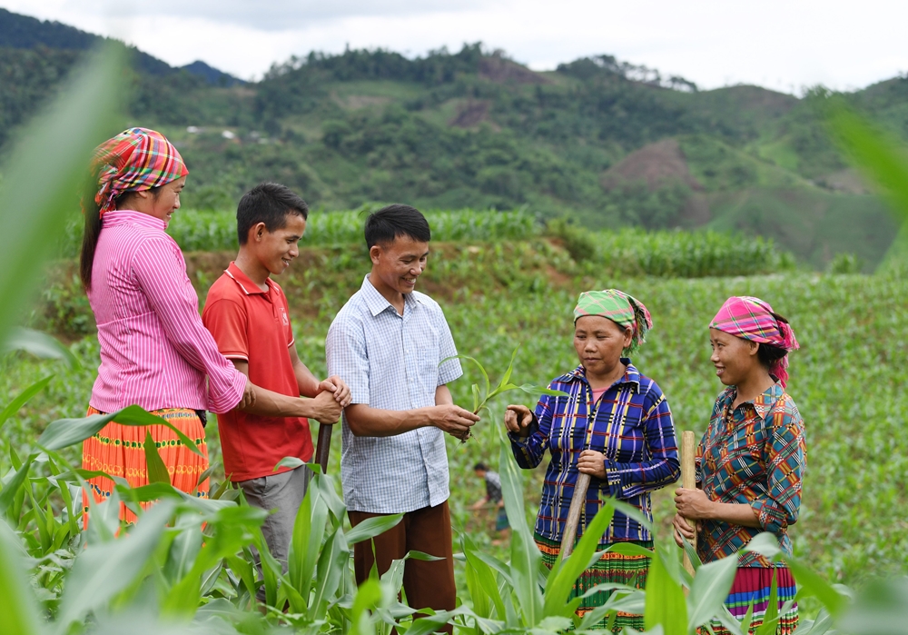 Từng đi xuất khẩu lao động sang Nhật, làm nông nghiệp cho một trang trại, đồng chí Giàng A Trừ (bản Tà Han, xã Xuân Lạc) đã học hỏi kinh nghiệm và có một số vốn, Trừ quyết định trở về quê hương, vận động 102 hộ dân trong bản, chuyển đổi cơ cấu cây trồng, phương thức canh tác, làm giàu trên chính quê hương mình. Hiện nay đồng chí Giàng A Trừ là Bí thư Chi bộ bản Tà Han. Ảnh: Đồng chí Giàng A Trừ (đứng giữa) đang hướng dẫn cho bà con nông dân trong bản kinh nghiệm trồng giống ngô NK 6275 - giống ngô cho năng suất cao nhất hiện nay, phù hợp với thổ nhưỡng.