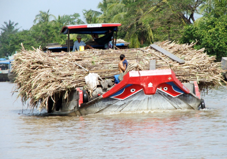 Tìm lời giải để phát triển ngành mía đường