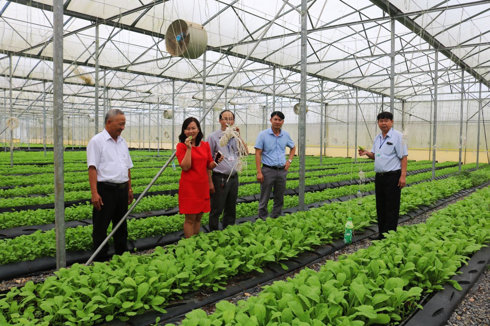 Những cánh đồng được 