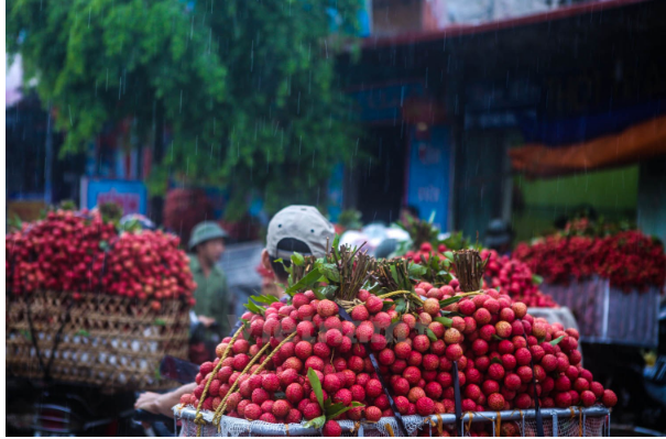 Để ngày càng nhiều nông sản Việt được “xuất ngoại”